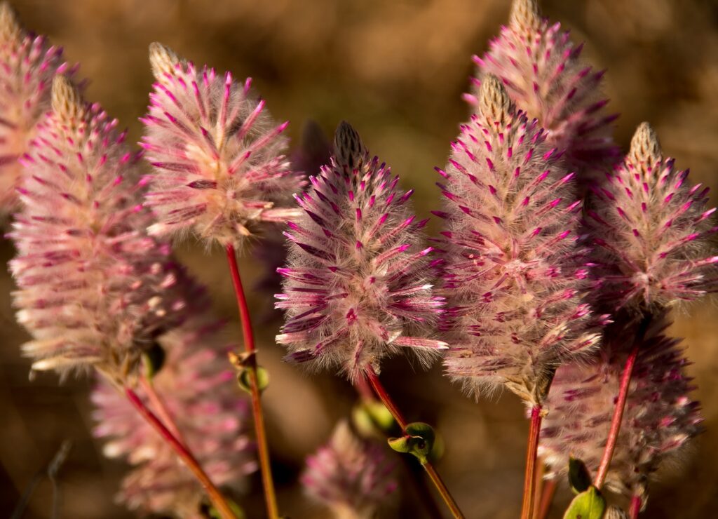 Ptilotus senarius plant rediscovered in Australia