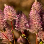 Ptilotus senarius plant rediscovered in Australia