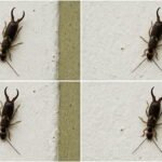 Warning Sign What It Means When You Find Earwigs Indoors